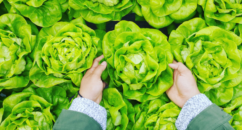 Lechuga; verduras. Foto: Unsplash.