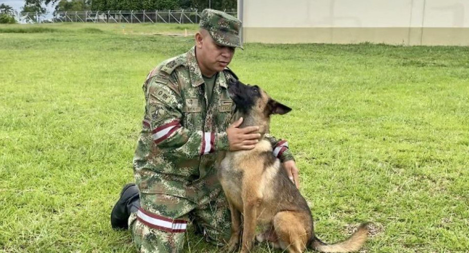 Wilson, el perro que todavía buscan en la selva de Colombia. Foto: Twitter.