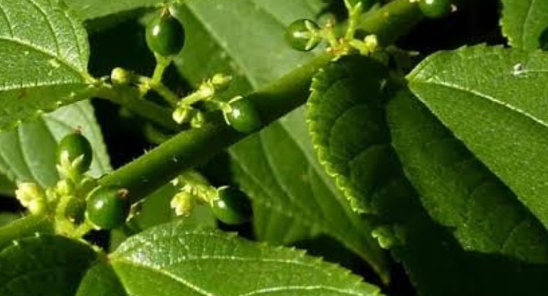 Trema micrantha Blume, la nueva fuente de canabidiol. Foto: Twitter/@PlantaoBrasilOF