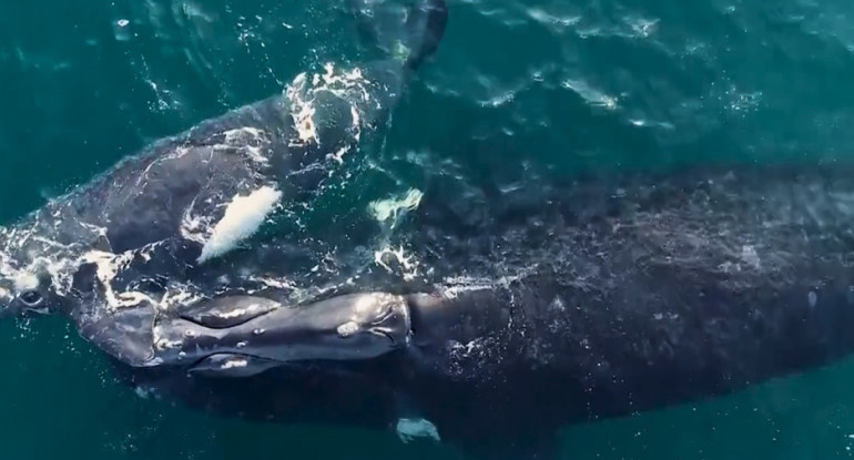 Ballenas. Foto: Reuters