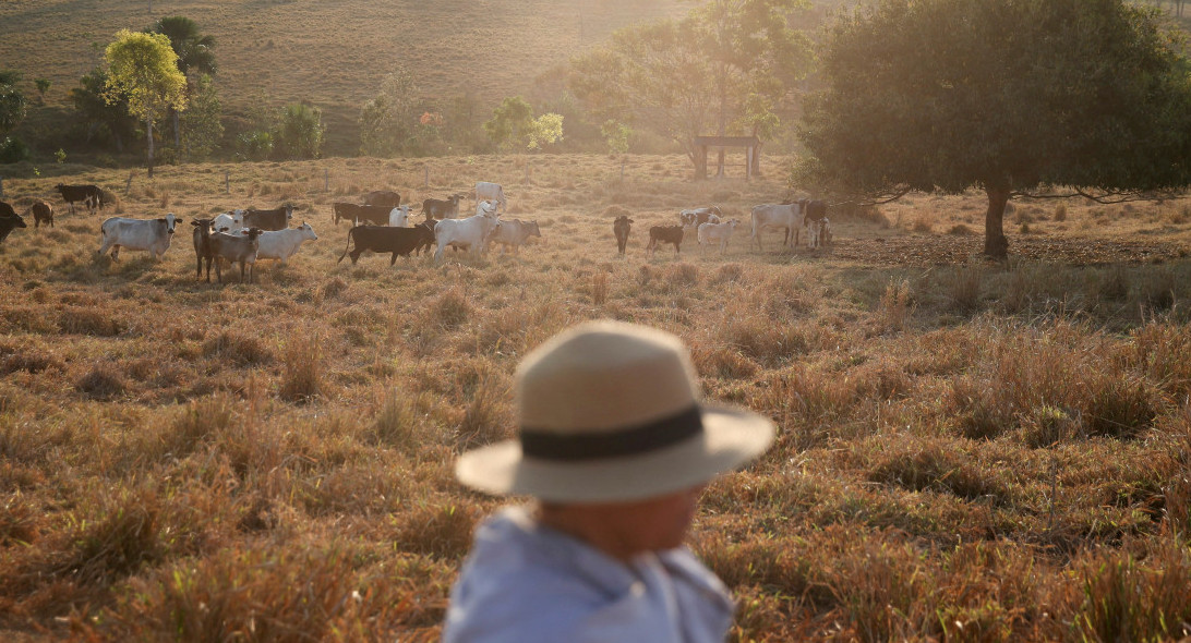 Más de 2.700 reses murieron en Brasil a causa del frío. Foto: Reuters.