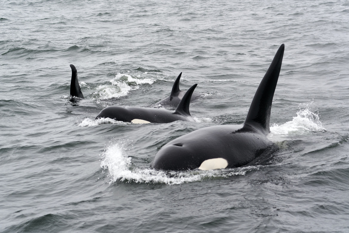 Un grupo de orcas atacan barcos de Ocean Race. Foto: Unsplash