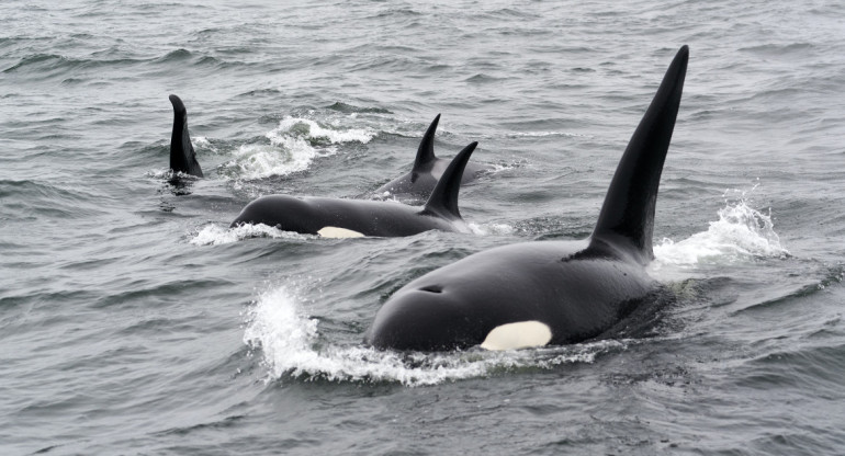 Un grupo de orcas atacan barcos de Ocean Race. Foto: Unsplash