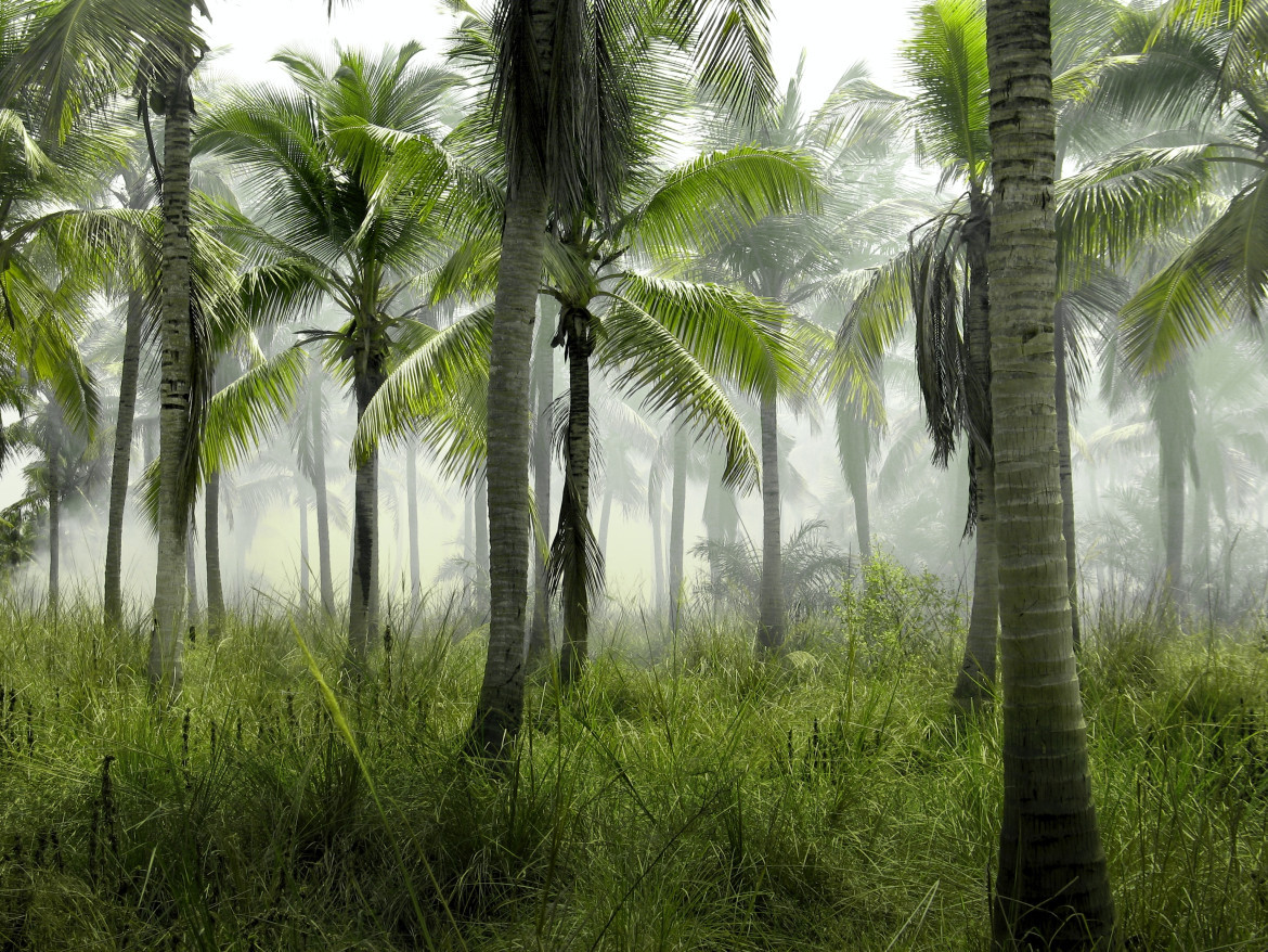 Bosques tropicales primitivos. Foto: Unsplash.