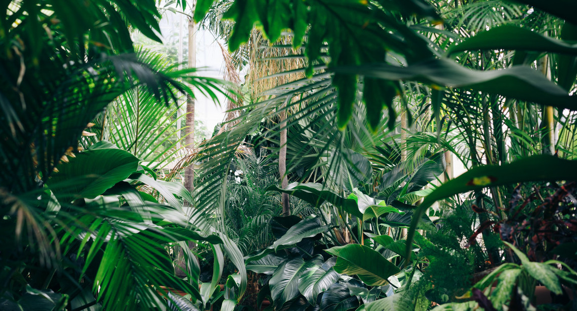 Bosques tropicales primitivos. Foto: Unsplash.