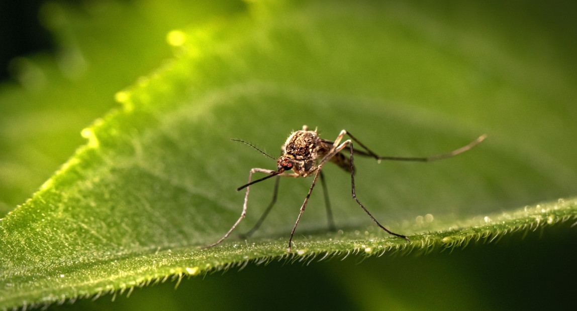 Mosquitos. Unsplash