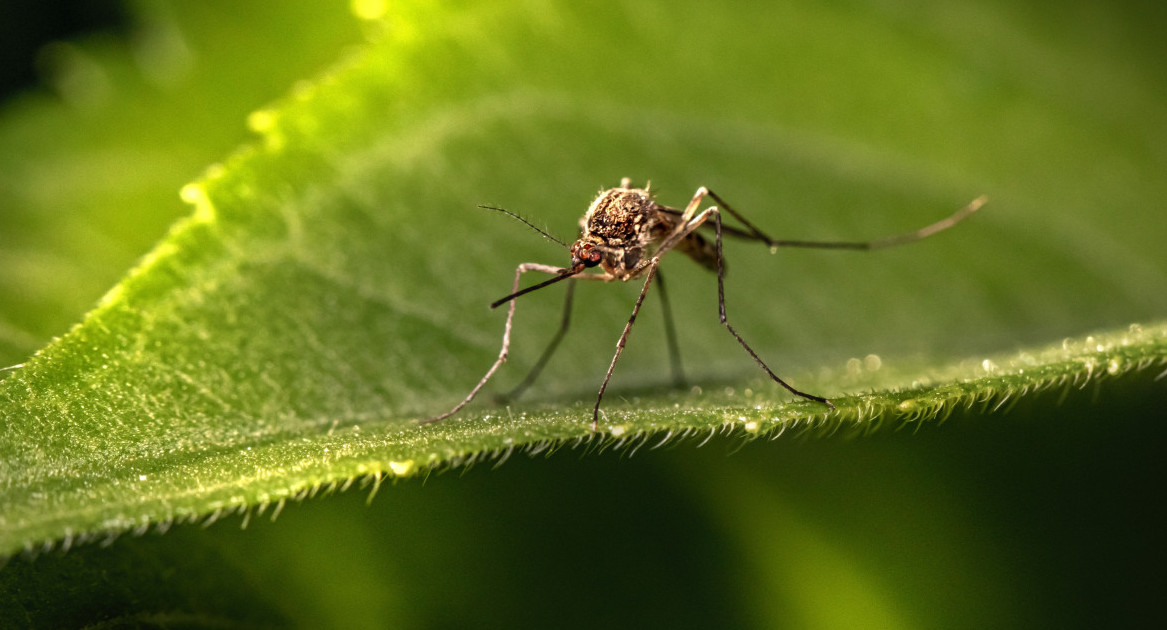 Mosquitos. Unsplash