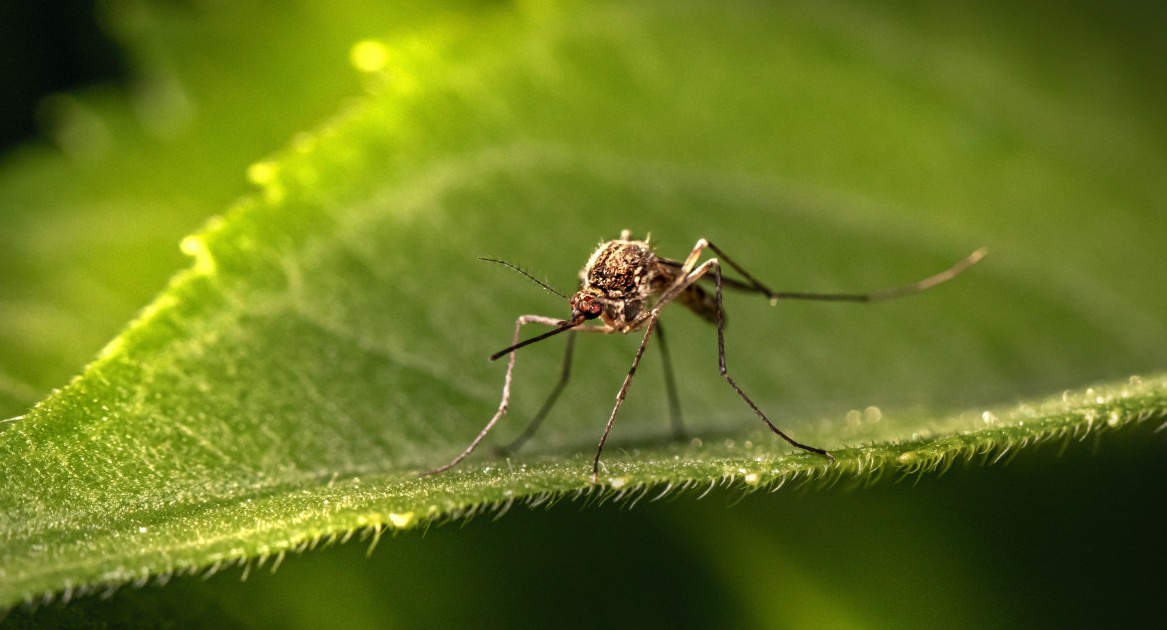 Mosquitos. Unsplash