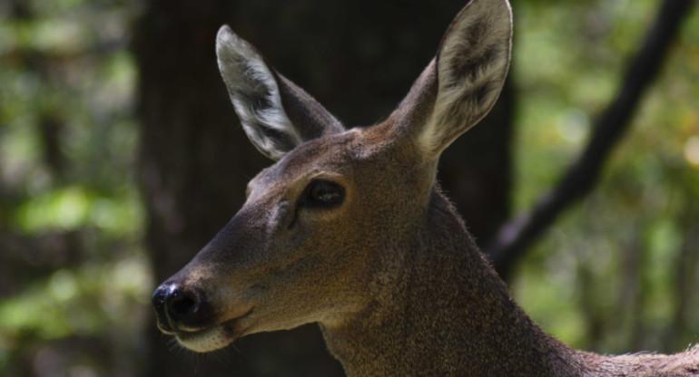 El huemul (Hippocamelus bisulcus). Foto: argentina.gob.ar.