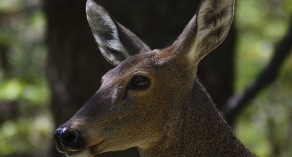 El huemul (Hippocamelus bisulcus). Foto: argentina.gob.ar.