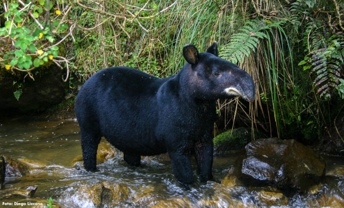 Tapir andino (Tapirus pinchaque)