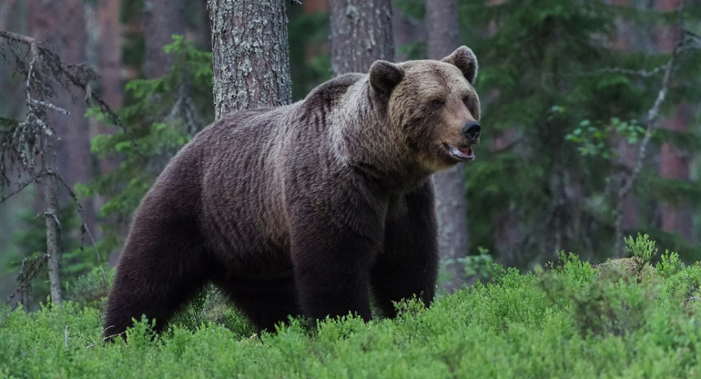 Oso pardo. Foto: Wikipedia.