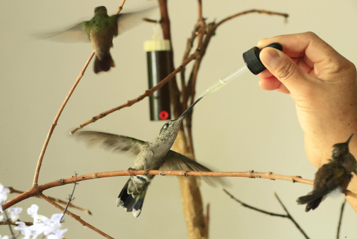 Hospital de colibríes  en Ciudad de México. Foto: EFE