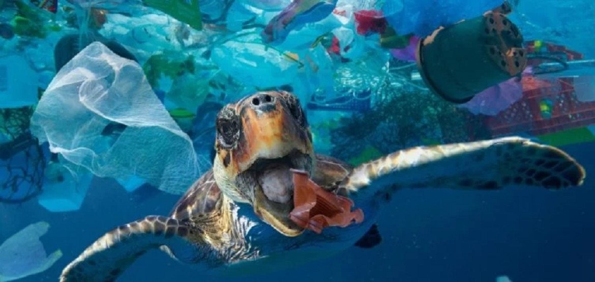 Contaminación en animales marinos. Foto: NA