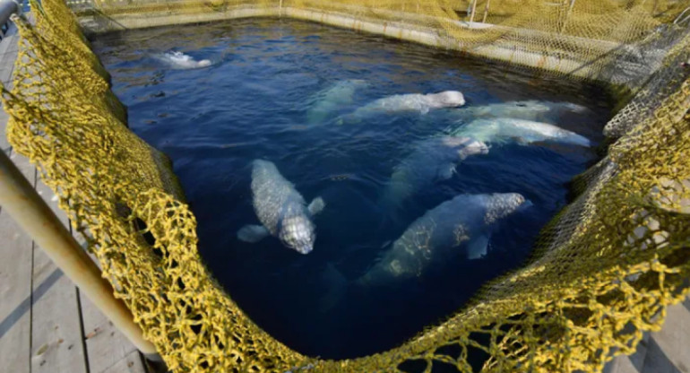 En 2019, un dron grabó imágenes en las que se veían 98 orcas y belugas hacinadas en recintos marinos pequeños. Foto: National Geographic.