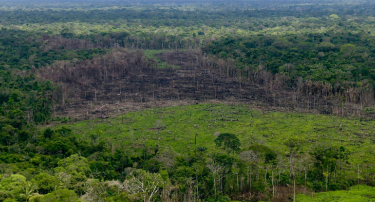 Caída de la deforestación en Colombia. Foto: REUTERS.