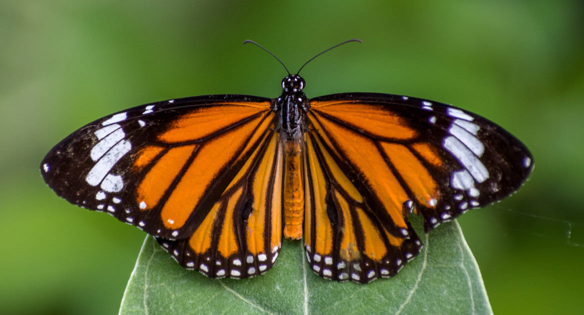 Imagen de mariposa polinizadora. Foto: Unsplash