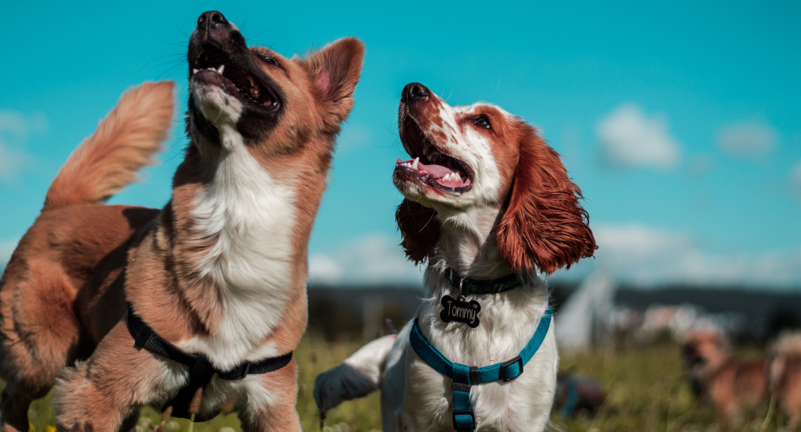 Perros. Foto: Unsplash.