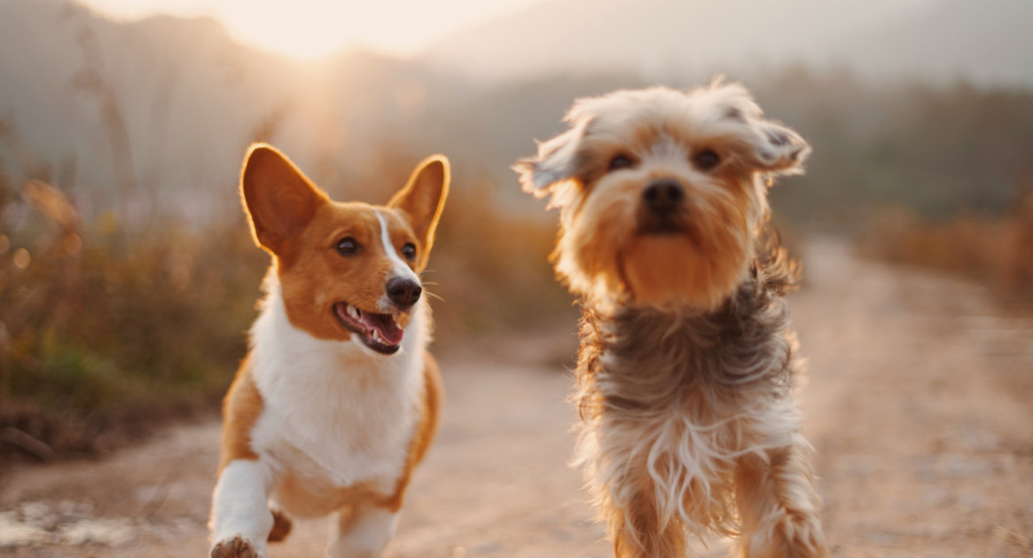 Perros. Foto: Unsplash.