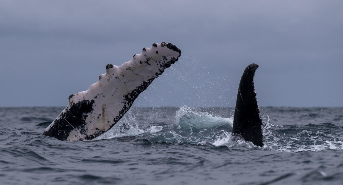 Ballenas jorobadas en Perú. Foto: EFE.