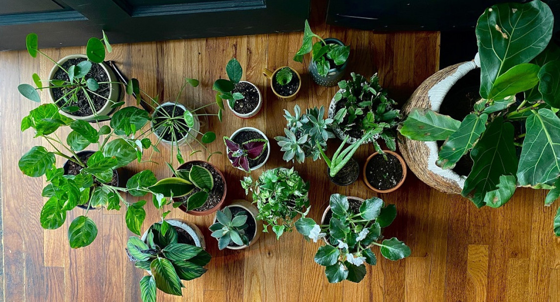 El Feng shui recomienda evitar estas plantas dentro de la casa porque afectan las energías positivas. Foto: Unsplash.