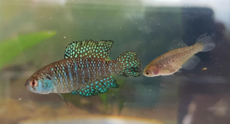 El "killlis de la lluvia" o peces anuales, descubierto en Misiones. Foto: Telam