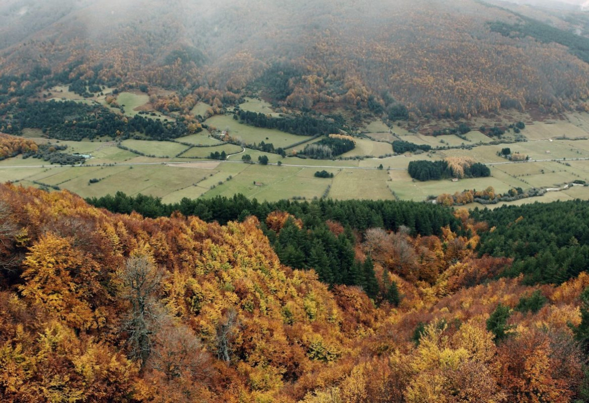 Bosques en España. Foto: EFE.