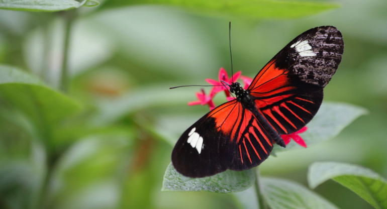 Mariposas. Foto: Unsplash.