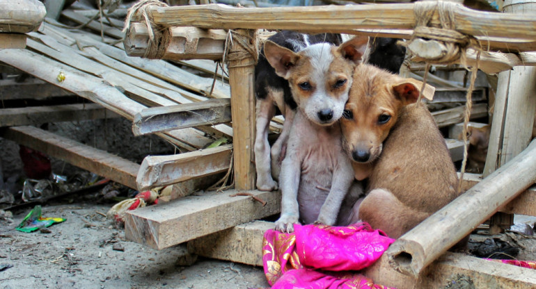 Perros de la calle. Foto Unsplash.