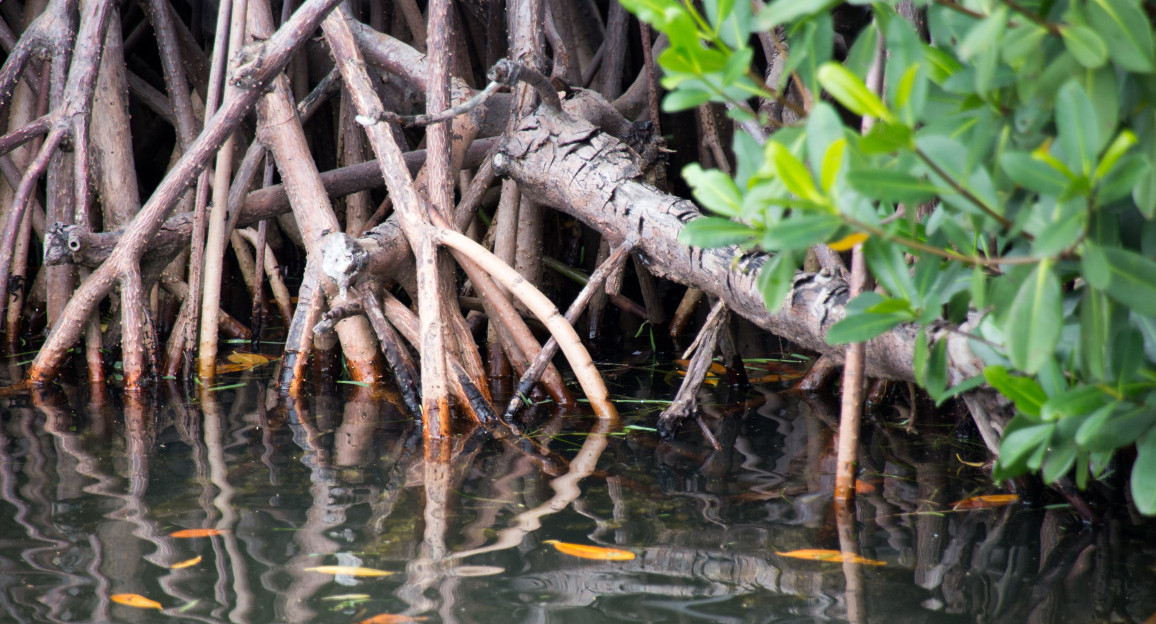 Manglar. Foto: Unsplash