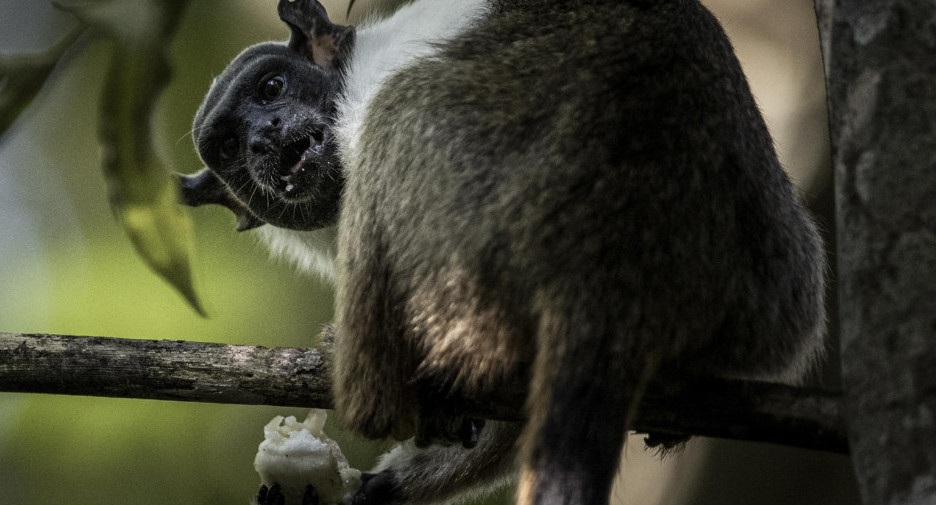 Primate. Foto: EFE.