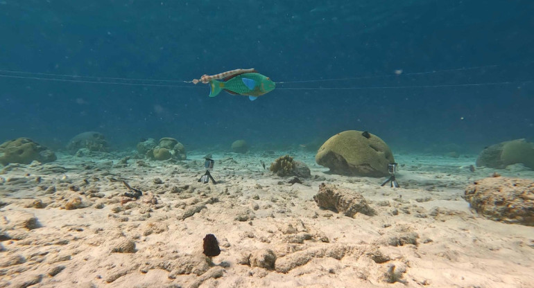 Peces cuidadosos. Foto: EFE.