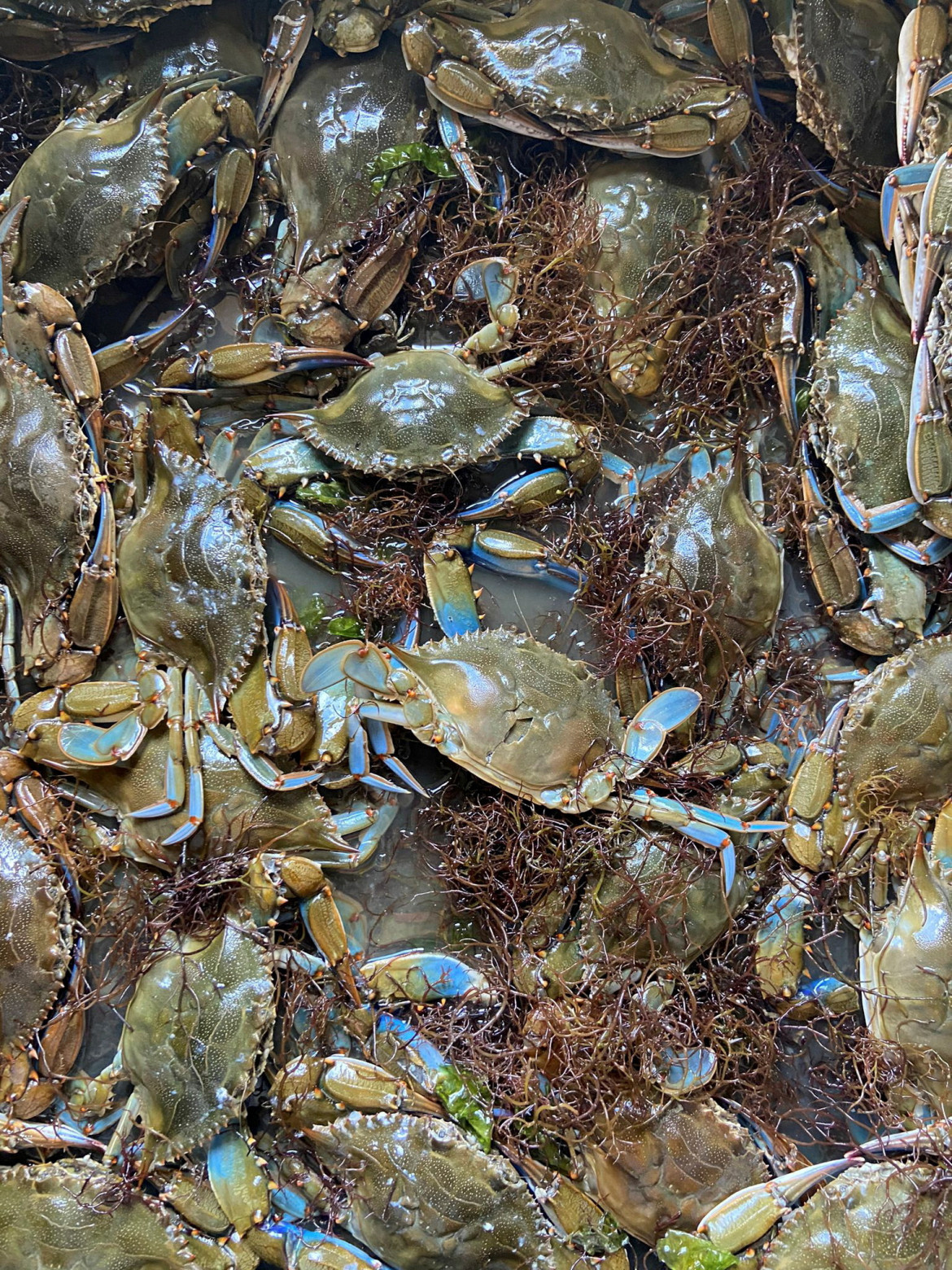 Invasión de Cangrejos Azules. Foto: Reuters