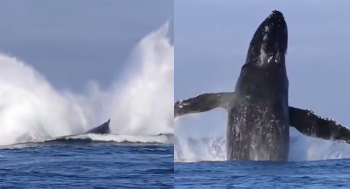 Ballenas pasaron por Uruguay. Foto: captura video Twitter/DoctorKruz.