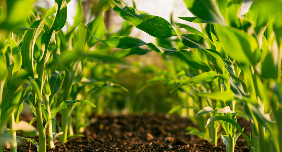 Agricultura. Foto: Unsplash