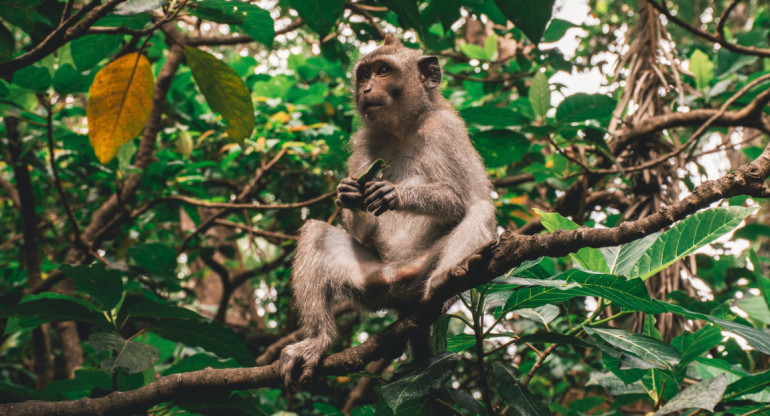 Un mono murió por fiebre amarilla en Brasil y encendió las alarmas en Misiones y Corrientes. Foto: Unsplash.