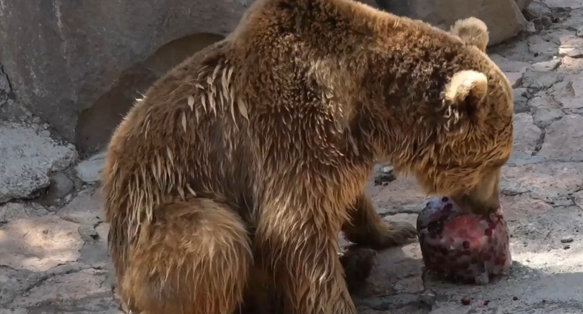 Animales consumen alimentos congelados. Foto: captura Ruptly.