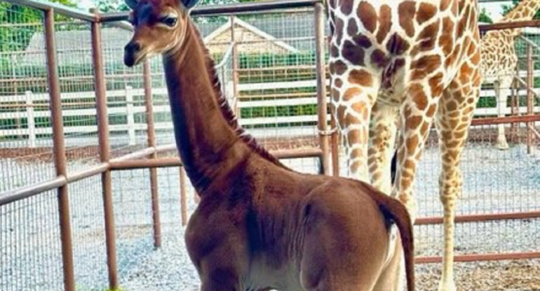 Jirafa nació sin manchas. Foto: Twitter/AlertaMundial2