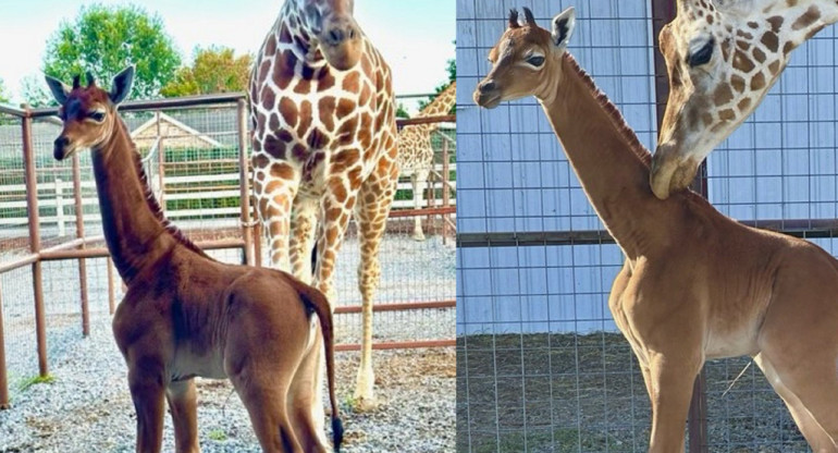 Jirafa nació sin manchas. Foto: Twitter/AlertaMundial2