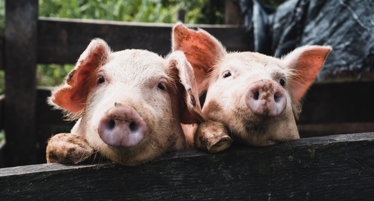 La triquinosis es una zoonosis, es decir, se transmite desde animales al ser humano de modo accidental.