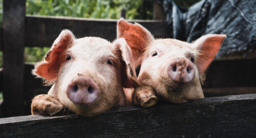 La triquinosis es una zoonosis, es decir, se transmite desde animales al ser humano de modo accidental.