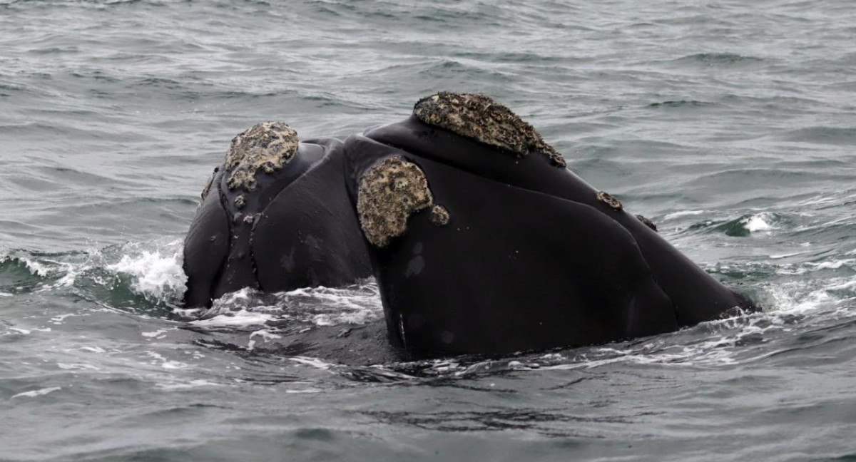 Ballenas en Río Negro. Foto: Télam.