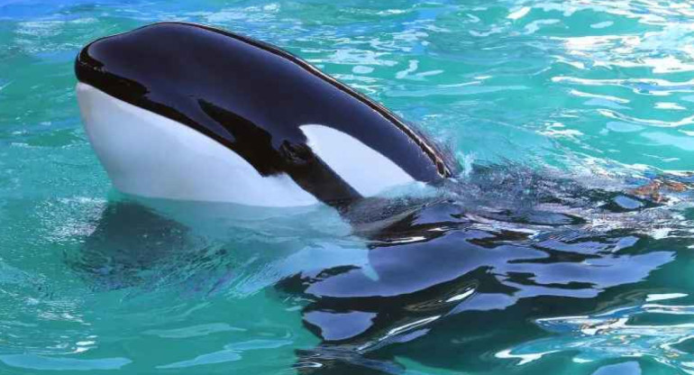 Muere Lolita, la orca cautiva en el Miami Seaquarium. Foto: Twitter