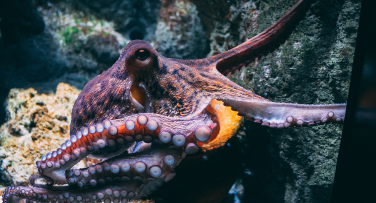 Pulpo. Foto: Unsplash