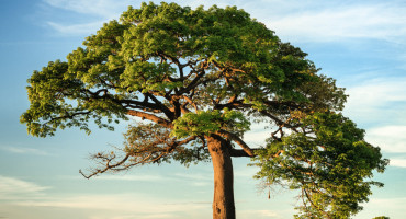 Día Nacional del Árbol. Foto: Unsplash.