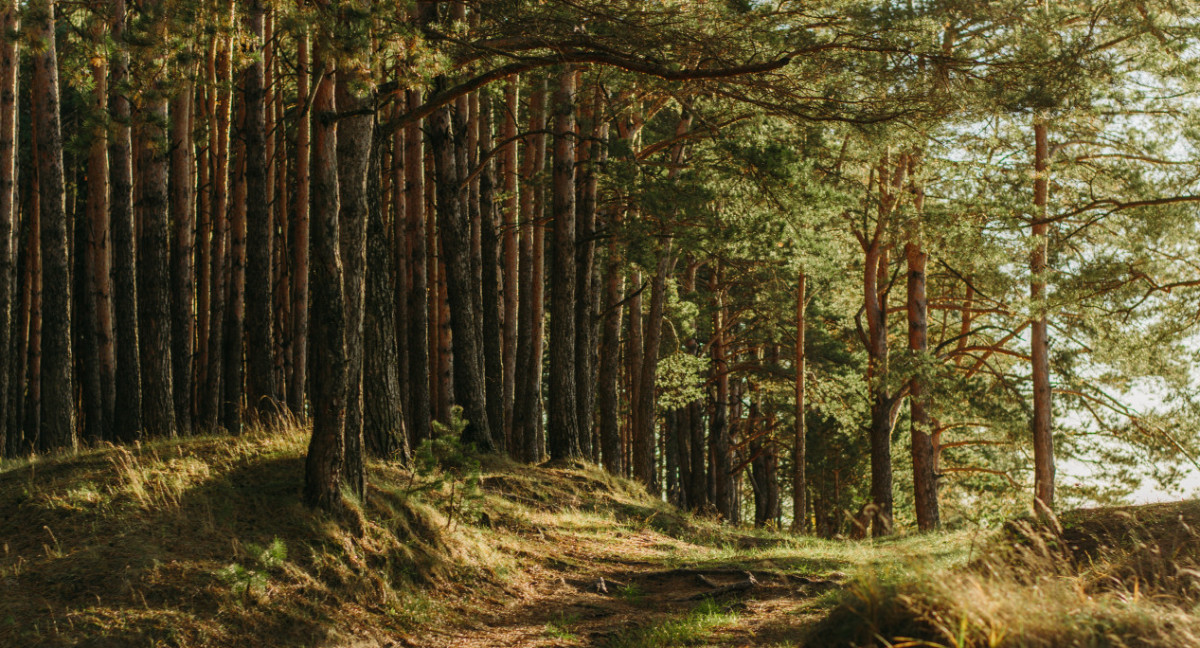 Esta degeneración de las células de las hojas podría ser un factor para la conversión de los bosques tropicales en sabanas. Unsplash.