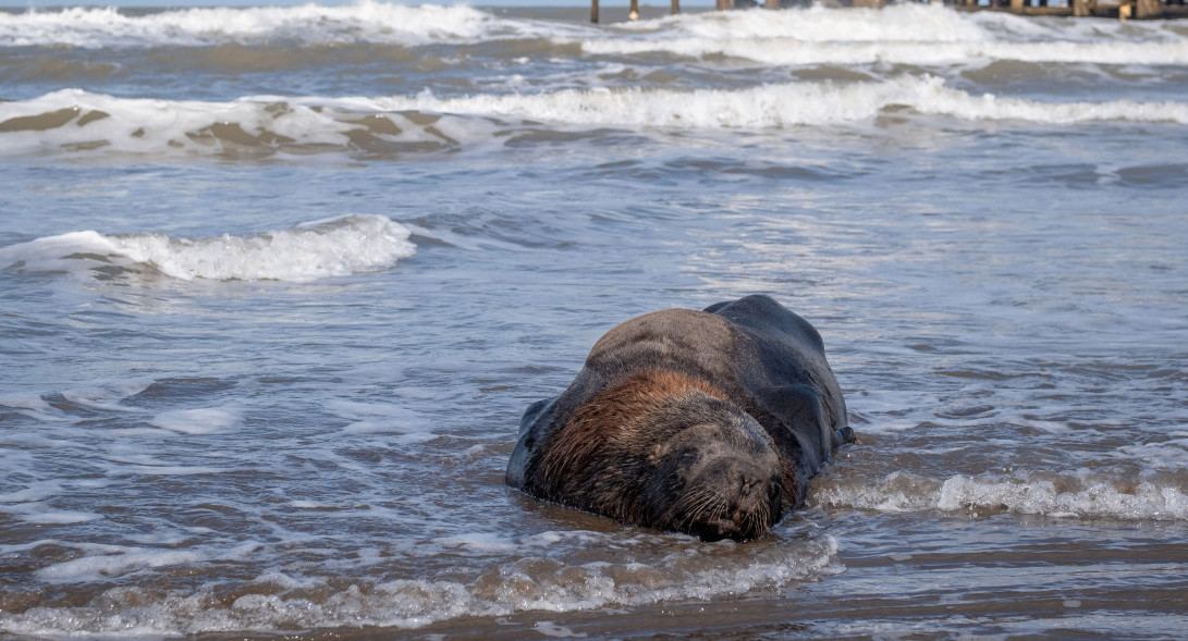 Lobo Marino Mar del Plata. Foto: Telam