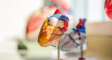 El cuidado cardiovascular también es bueno para el cerebro. Foto: Unsplash.