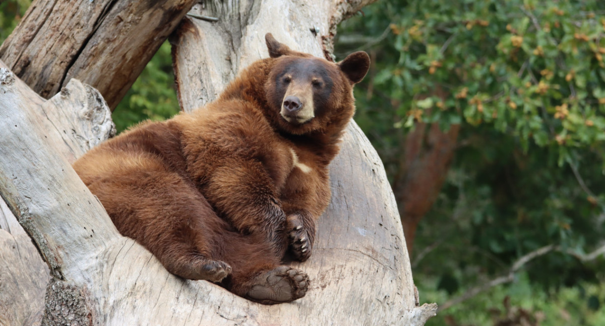 Oso Pardo de España. Foto: Unsplash