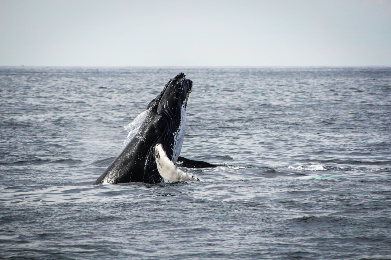 Ballena rorcual común, la segunda más grande detrás de la ballena azul. Foto: Unsplash